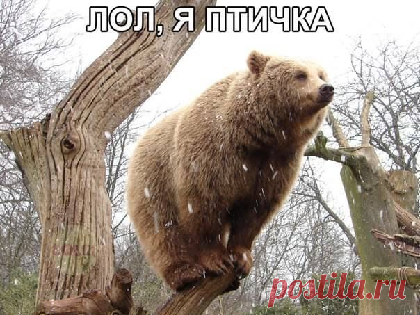 Позитивчик.ру :: Позитив! Картинки, видео, смешное, приколы, юмор, животные!