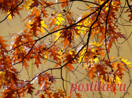 colors of autumnal palette: brown | All Shine | Flickr