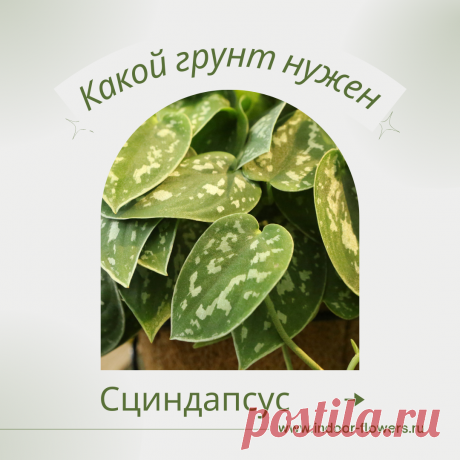 Сциндапсус. Какой грунт нужен? Интересуетесь Сциндапсус. Какой грунт нужен? ? Узнайте о разнообразных представителях этого вида, их уникальных особенностях и преимуществах. Получите полезные советы по уходу за Сциндапсус. Какой грунт нужен? в домашних условиях, включая требования к освещению, поливу, температуре и влажности.