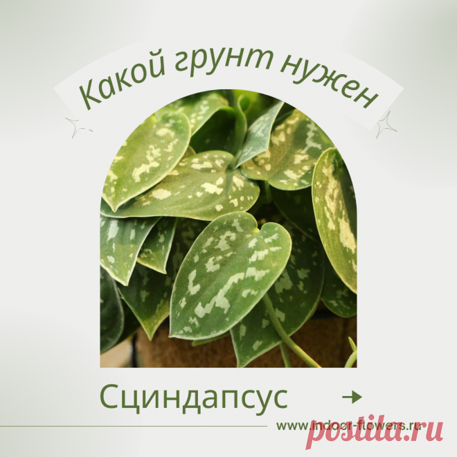 Сциндапсус. Какой грунт нужен? Интересуетесь Сциндапсус. Какой грунт нужен? ? Узнайте о разнообразных представителях этого вида, их уникальных особенностях и преимуществах. Получите полезные советы по уходу за Сциндапсус. Какой грунт нужен? в домашних условиях, включая требования к освещению, поливу, температуре и влажности.