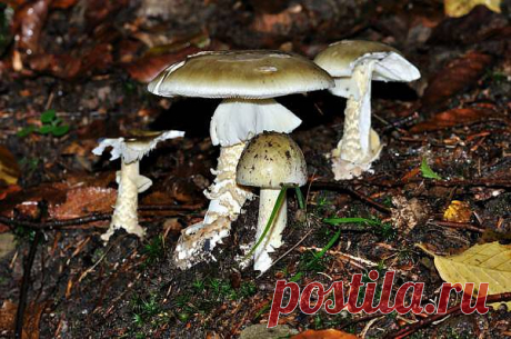Насколько опасен яд Amanita phalloides (бледная поганка)? - Здоровье и медицина - Интересное - 100 фактов
В случае отравления ядовитым грибом Amanita phalloides (бледная поганка)вероятность смертельного исхода составляет 50%.Смертельно опасным является проглатывание даже кусочка этого гриба.