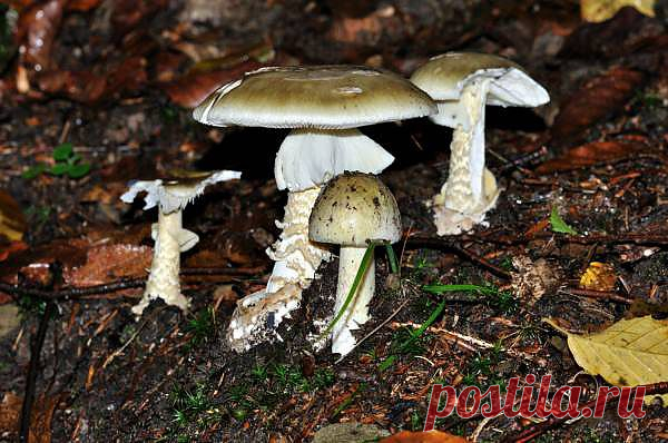 Насколько опасен яд Amanita phalloides (бледная поганка)? - Здоровье и медицина - Интересное - 100 фактов
В случае отравления ядовитым грибом Amanita phalloides (бледная поганка)вероятность смертельного исхода составляет 50%.Смертельно опасным является проглатывание даже кусочка этого гриба.