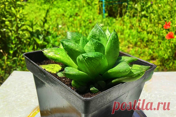 Хавортия ладьевидная (Haworthia cymbiformis) Такие необыкновенные растения. Содержащие в себе огромное количество различных качеств. Колючие и цветущие, форменные и не повторимые, каждый по-своему
