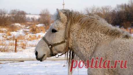 14 снимков Забайкальских и Американских кучерявых лошадей