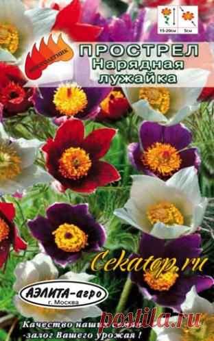 Прострел Нарядная лужайка смесь