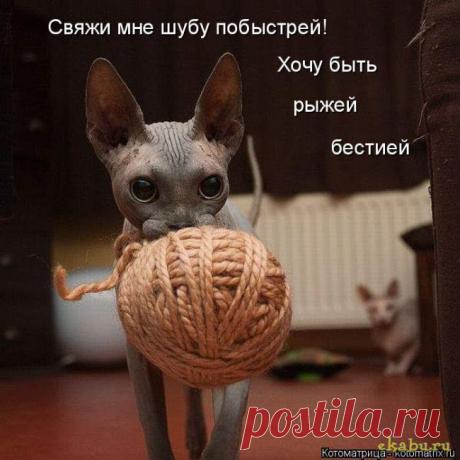 Все наоборот (котоматрица)