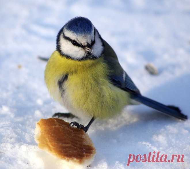 Осёдлые, зимующие и перелётные птицы: список, фото с названиями. Чем отличаются перелётные птицы от зимующих: презентация для дошкольников. Вьют ли гнезда перелетные птицы на юге? Какие птицы весной первыми и последними прилетают, а осенью улетают?