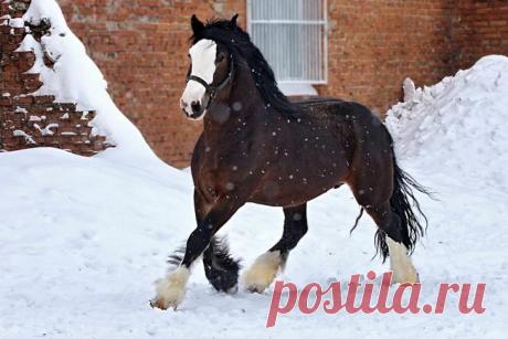 Тяжеловозы - самые большие и сильные лошади