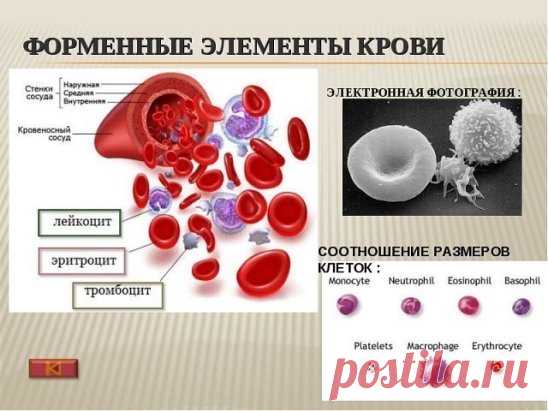 ЧЕМ ОПАСНА ГУСТАЯ КРОВЬ И ЧТО НАДО ДЕЛАТЬ?
Некоторые знают, что густую кровь надо разжижать. Замедленный кровоток приводит к кислородному голоданию внутренних органов. И к возможному образованию тромбов.
Итак, что нужно делать, чтобы кровь свободно циркулировала. Несколько простых советов.
Профилактика образования тромбов
1. Пейте больше воды! 90% людей пьют очень мало воды. Речь именно о кипяченой природной воде, а не о жидкостях. Взрослый человек должен выпивать ежедневн...