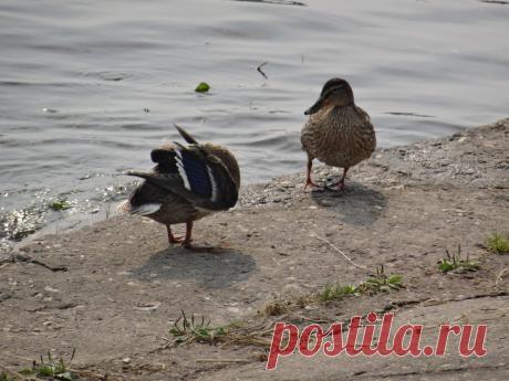 Не понимаю, почему обслуживать мужа стыдно, а других нет
Давайте немного проясним понятия. Под обслуживанием пренебрежительно рассматриваются такие процессы, как приготовление пищи; сортировка, стирка и развешивание одежды; протирание пыли и мытьё полов. Домохозяек причисляют к обслуге, хотя это в корне не верно, ибо жена заботится о муже по любви и занимается домом, прежде всего, для себя, а обслуживание — это как раз то, чем […]
Читай дальше на сайте. Жми подробнее ➡