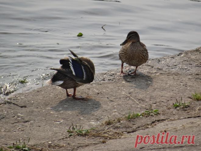 Не понимаю, почему обслуживать мужа стыдно, а других нет
Давайте немного проясним понятия. Под обслуживанием пренебрежительно рассматриваются такие процессы, как приготовление пищи; сортировка, стирка и развешивание одежды; протирание пыли и мытьё полов. Домохозяек причисляют к обслуге, хотя это в корне не верно, ибо жена заботится о муже по любви и занимается домом, прежде всего, для себя, а обслуживание — это как раз то, чем […]
Читай дальше на сайте. Жми подробнее ➡