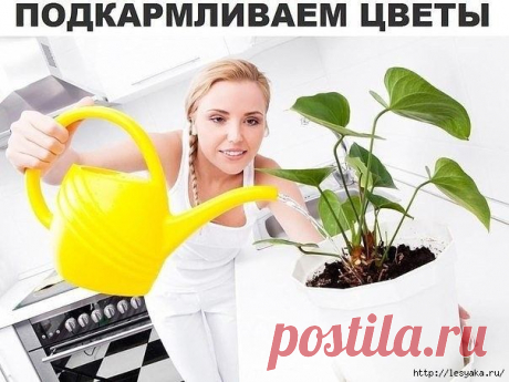 Вкусная подкормка для комнатных цветов!