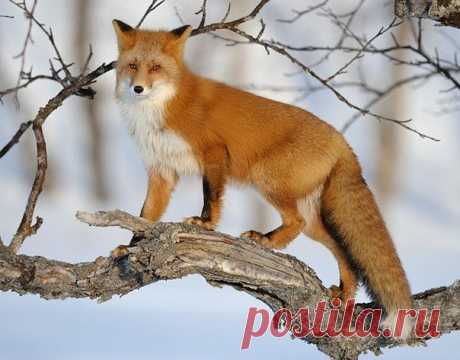Клуб любителей кошек!
Татьяна Томилко