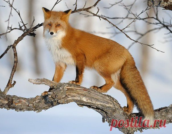 Клуб любителей кошек!
Татьяна Томилко