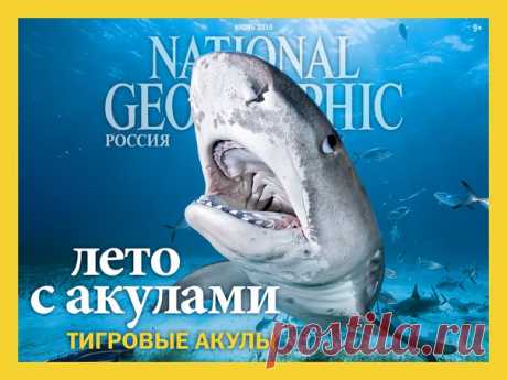 Дайвер-новичок среди акул, расхитители гробниц, якутские деликатесы и миграция оленей – июньский «National Geographic Россия» уже в продаже.