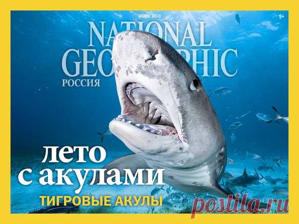 Дайвер-новичок среди акул, расхитители гробниц, якутские деликатесы и миграция оленей – июньский «National Geographic Россия» уже в продаже.