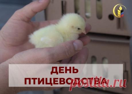 С Днем птицеводства! Желаю, чтобы в хозяйстве всегда был порядок, поголовье радовало здоровьем, а прибыль росла с каждым днем. Крепкого здоровья, терпения и новых успехов! Открытки на День птицеводства!
