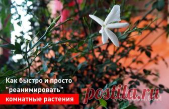 Необычное средство для комнатных растений. Как 