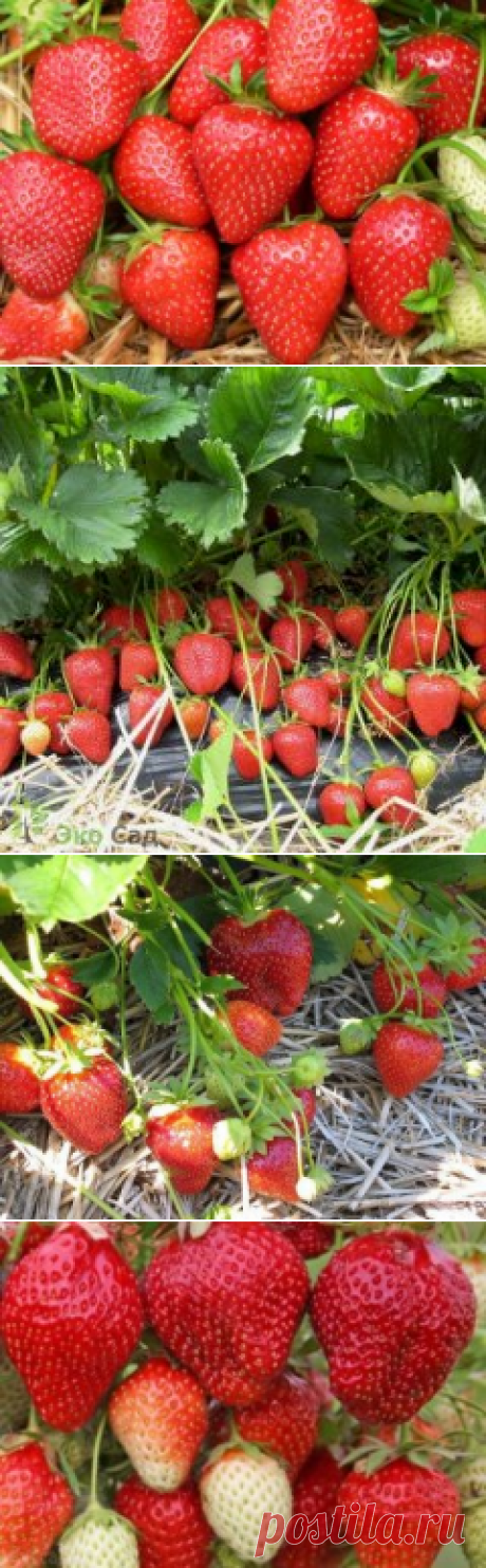 (12) Одноклассники 7 ЛУЧШИХ СОРТОВ ПОЗДНЕЙ КЛУБНИКИ