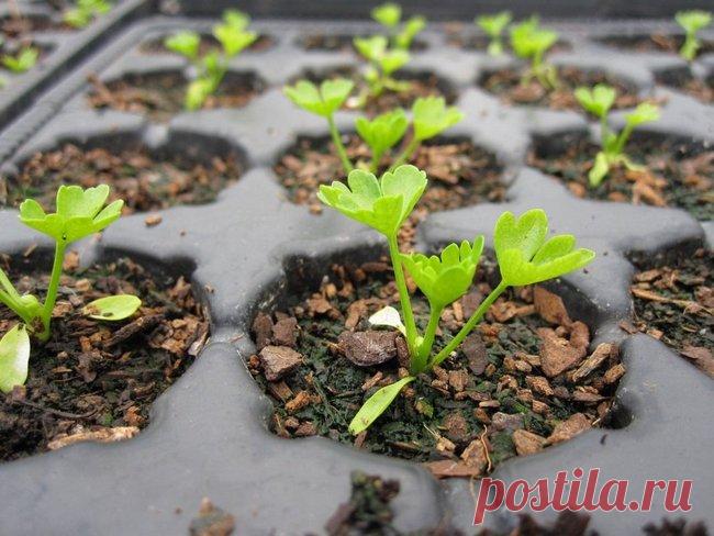 Посадка сельдерея корневого на рассаду