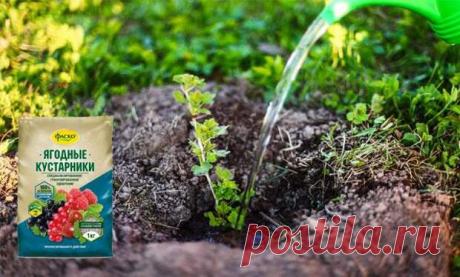 Правила подкормки крыжовника весной, летом и осенью: чем лучше всего удобрять - Огород, сад, балкон - медиаплатформа МирТесен Без должного ухода крыжовник постепенно начинает хуже плодоносить. Часто это случается из-за обеднения почвы питательными веществами, которые вытягивают корни растения. Чтобы куст давал высокий урожай хорошего качества, его обязательно нужно подкармливать. Рассмотрим особенности подкормки...