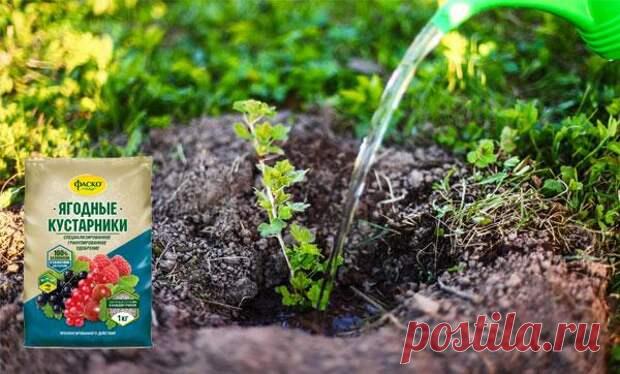 Правила подкормки крыжовника весной, летом и осенью: чем лучше всего удобрять - Огород, сад, балкон - медиаплатформа МирТесен Без должного ухода крыжовник постепенно начинает хуже плодоносить. Часто это случается из-за обеднения почвы питательными веществами, которые вытягивают корни растения. Чтобы куст давал высокий урожай хорошего качества, его обязательно нужно подкармливать. Рассмотрим особенности подкормки...