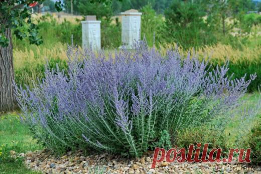 Перовския — скромный и выносливый русский шалфей. Выращивание, посадка, уход. Фото - Ботаничка.ru