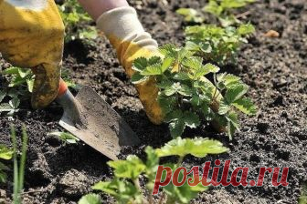 КАК САЖАТЬ КЛУБНИКУ В АВГУСТЕ, ЧТОБЫ НЕ БЕСПОКОИТЬСЯ ОБ УРОЖАЕ В СЛЕДУЮЩЕМ ГОДУ?