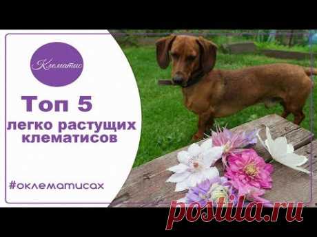 🌺 Топ 5 легко растущих клематисов, лучшие сорта клематисов