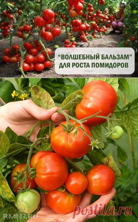 И опять помидоры | Самоцветик