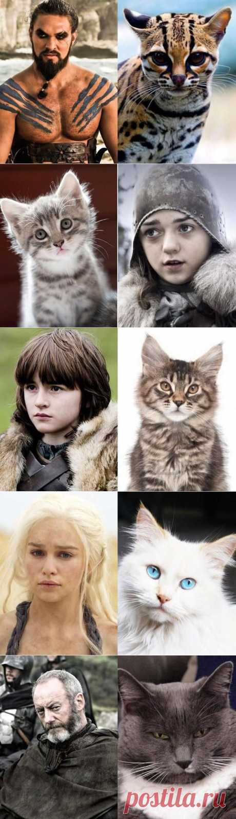 Коты в «Игре престолов»