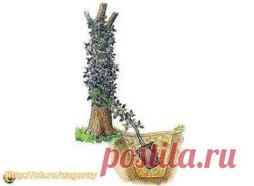 КАК И КУДА ПРАВИЛЬНО ПОСАДИТЬ КЛЕМАТИС!
Сохраните, чтобы не потерять!
Знаете ли вы, что от правильной посадки клематиса зависит общее развитие и состояние растения? 
Посаженная наспех лиана, ни когда не будет радовать вас пышным цветением. От выбранного вами места для посадки саженца, тоже зависит будущие благополучие растения. Выбор сорта и знания о его биологической особенности, так же будет влиять на конечный результат. Выращивание растений начинается всегда с подготовки посадочной ямы и по