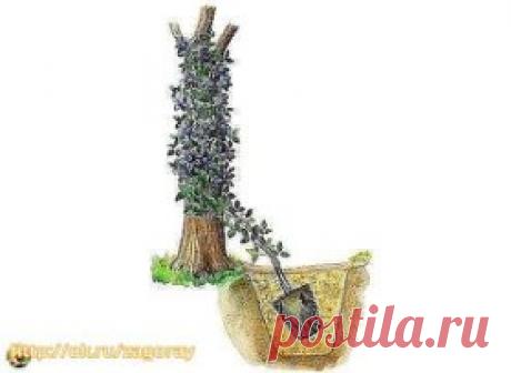 КАК И КУДА ПРАВИЛЬНО ПОСАДИТЬ КЛЕМАТИС!
Сохраните, чтобы не потерять!
Знаете ли вы, что от правильной посадки клематиса зависит общее развитие и состояние растения? 
Посаженная наспех лиана, ни когда не будет радовать вас пышным цветением. От выбранного вами места для посадки саженца, тоже зависит будущие благополучие растения. Выбор сорта и знания о его биологической особенности, так же будет влиять на конечный результат. Выращивание растений начинается всегда с подготовки посадочной ямы и по