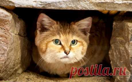 Барханный кот