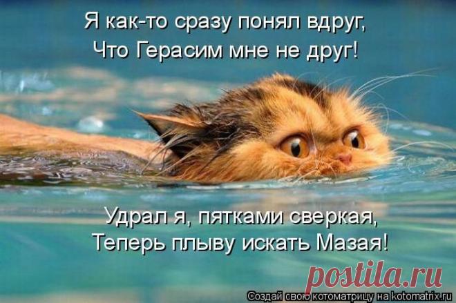 Позитив зверский. Котоматрицы для хорошего настроения на выходные