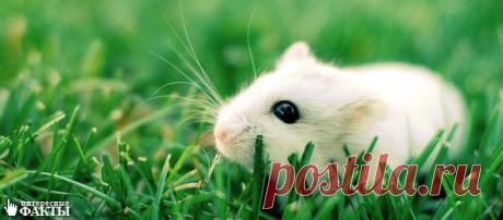 Интересные факты о грызунах