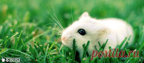 Интересные факты о грызунах