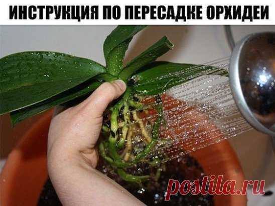ПОШАГОВАЯ ИНСТРУКЦИЯ ПО ПЕРЕСАДКЕ ФАЛЕНОПСИСА( ОРХИДЕЯ)
Мы эту информацию собирали по крупицам, сохраняйте для себя и делитесь с друзьями. Старались для вас, дорогие). В интернете такого не найдете.
Шаг 1
Достаньте орхидею из горшка и положите её в широкий таз. Чтобы вам легче было вытащить орхидею, помните слегка стенки горшка. Если это не поможет – аккуратно, чтобы не повредить воздушные корни фаленопсиса, разрежьте или разбейте старый горшок.
Обычно, чем сильнее развита корневая у фаленопсиса