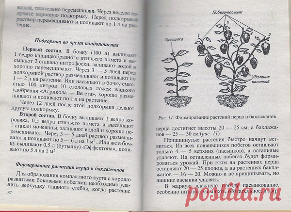 Как вырастить хороший урожай перцев