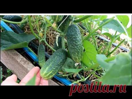 ИЗМЕНИЛА КОЕ-ЧТО В УХОДЕ и ТЕПЕРЬ С ОГУРЦАМИ ДО МОРОЗОВ. 05.06.19 Огурцы: выращивание огурцов, как подвязать огурцы, как формировать огурцы - тема ролика. Дата съемки: 5.06.19. Где купить УЛЬТРАЗВУКОВОЙ ОТПУГИВАТЕЛЬ кротов:...