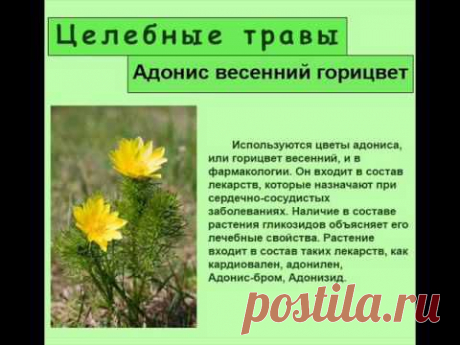 Горицвет весенний: применение и противопоказания
