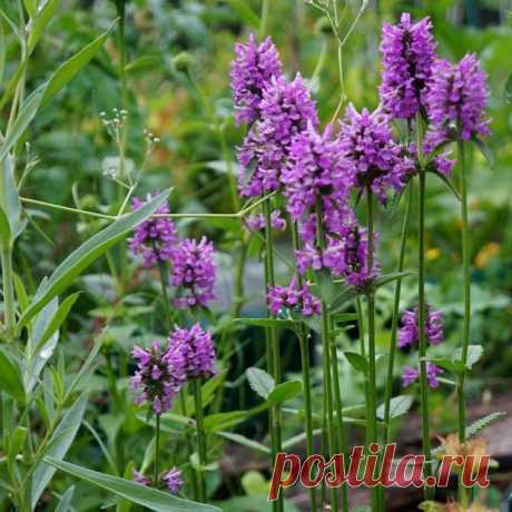 Чистец, или Стахис (Stachys)