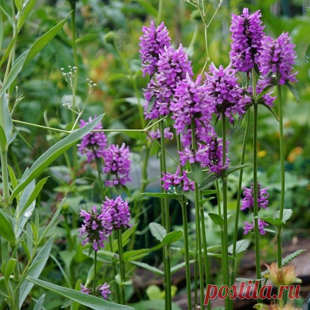 Чистец, или Стахис (Stachys)
