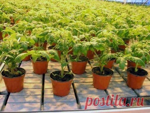 Рассада. Как сажать рассаду. - Садовник PRO