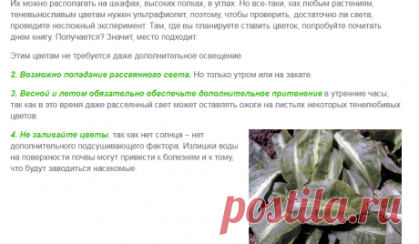 Список тенелюбивых комнатных растений – уход за ними и условия роста