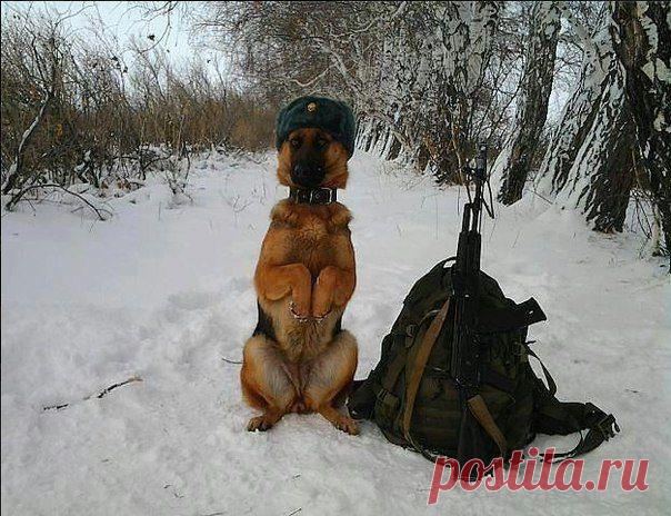 Самый преданный напарник!