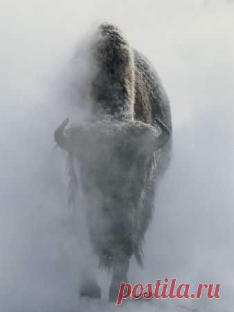 Buffalo are an important symbol in Native American culture. It is said that the bison provides the good things for those living as well as sacredness... wisdom, renewal and personal power based on knowledge