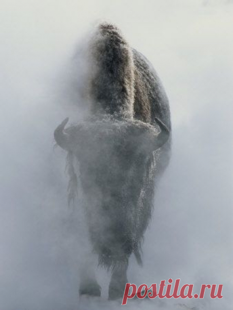 Buffalo are an important symbol in Native American culture. It is said that the bison provides the good things for those living as well as sacredness... wisdom, renewal and personal power based on knowledge