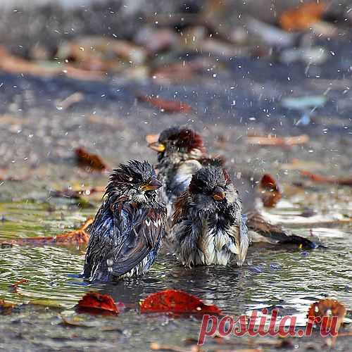 iDenphoto — «The fall bathing» на Яндекс.Фотках