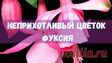 Фуксия из бисера Как сплести цветок своими руками (ВидеоМК) | Украшения из бисера: схемы, мастер классы Всем доброго времени суток, приветствую Вас! Приглашаю на матер-класс! В этом ролике я показываю, как сплести цветок фуксии из бисера. Всем приятного просмотра!